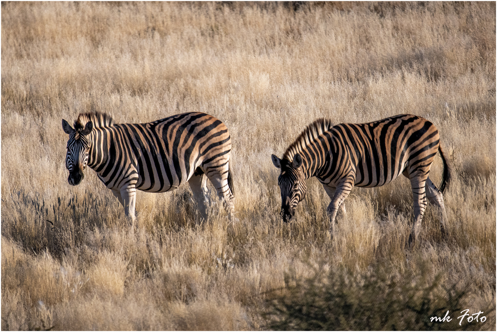 Zebras in der Kalahari Namibias