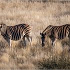 Zebras in der Kalahari Namibias