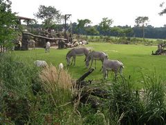 Zebras in der Kiwara-Savanne