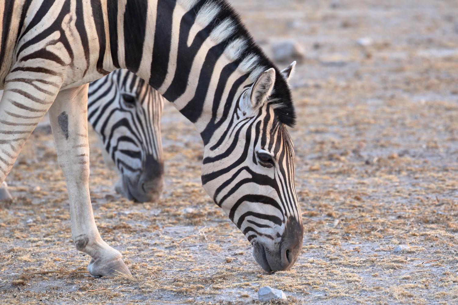 Zebras in der Morgensonne