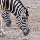 Zebras in der Morgensonne