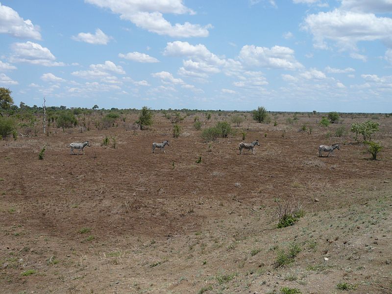 Zebras in der Savanne