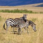 Zebras in der Savanne