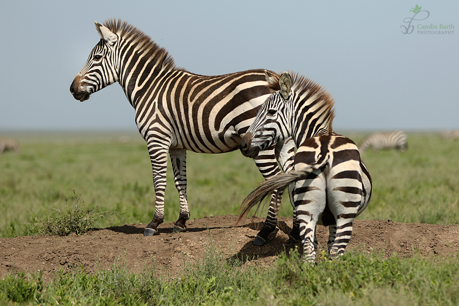 Zebras in der Serengeti