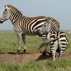 Zebras in der Serengeti