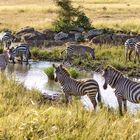 Zebras in der Serengeti