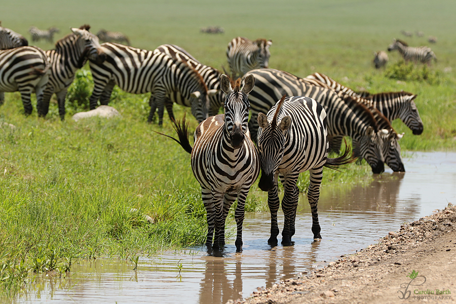 Zebras in der Serengeti