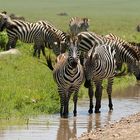 Zebras in der Serengeti