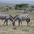 Zebras in der Serengeti