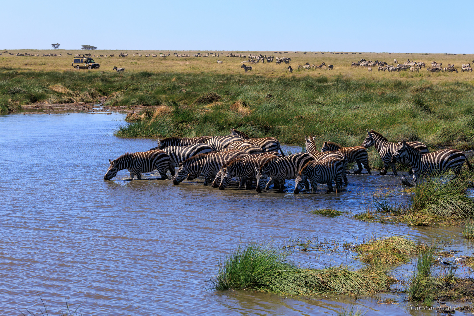 Zebras in der Serengeti am Wasserloch