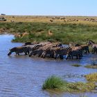 Zebras in der Serengeti am Wasserloch