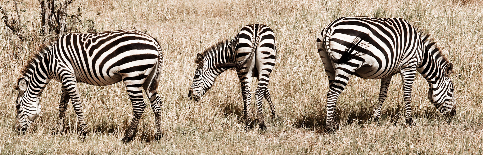 Zebras in der Serengeti