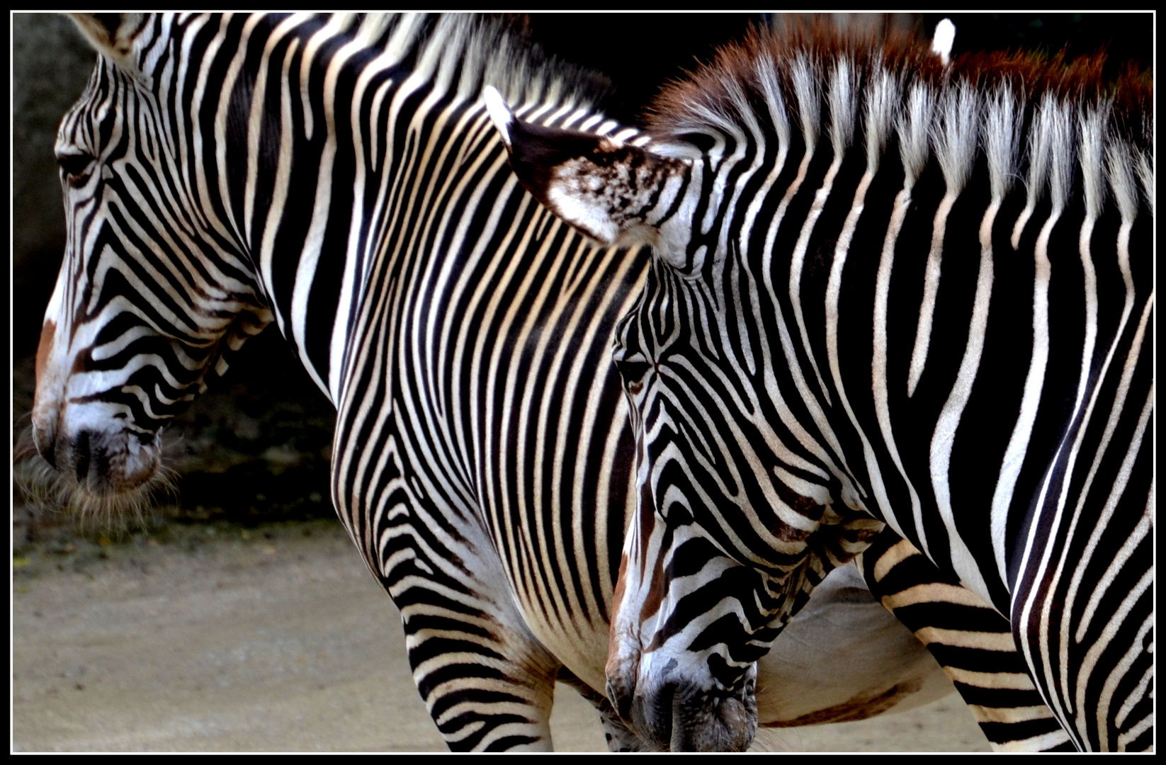 Zebras in der Wilhelma in Stuttgart