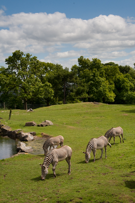 Zebras in Edinburgh