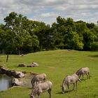 Zebras in Edinburgh