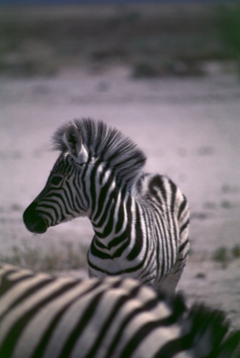 Zebras in Etoscha