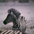 Zebras in Etoscha