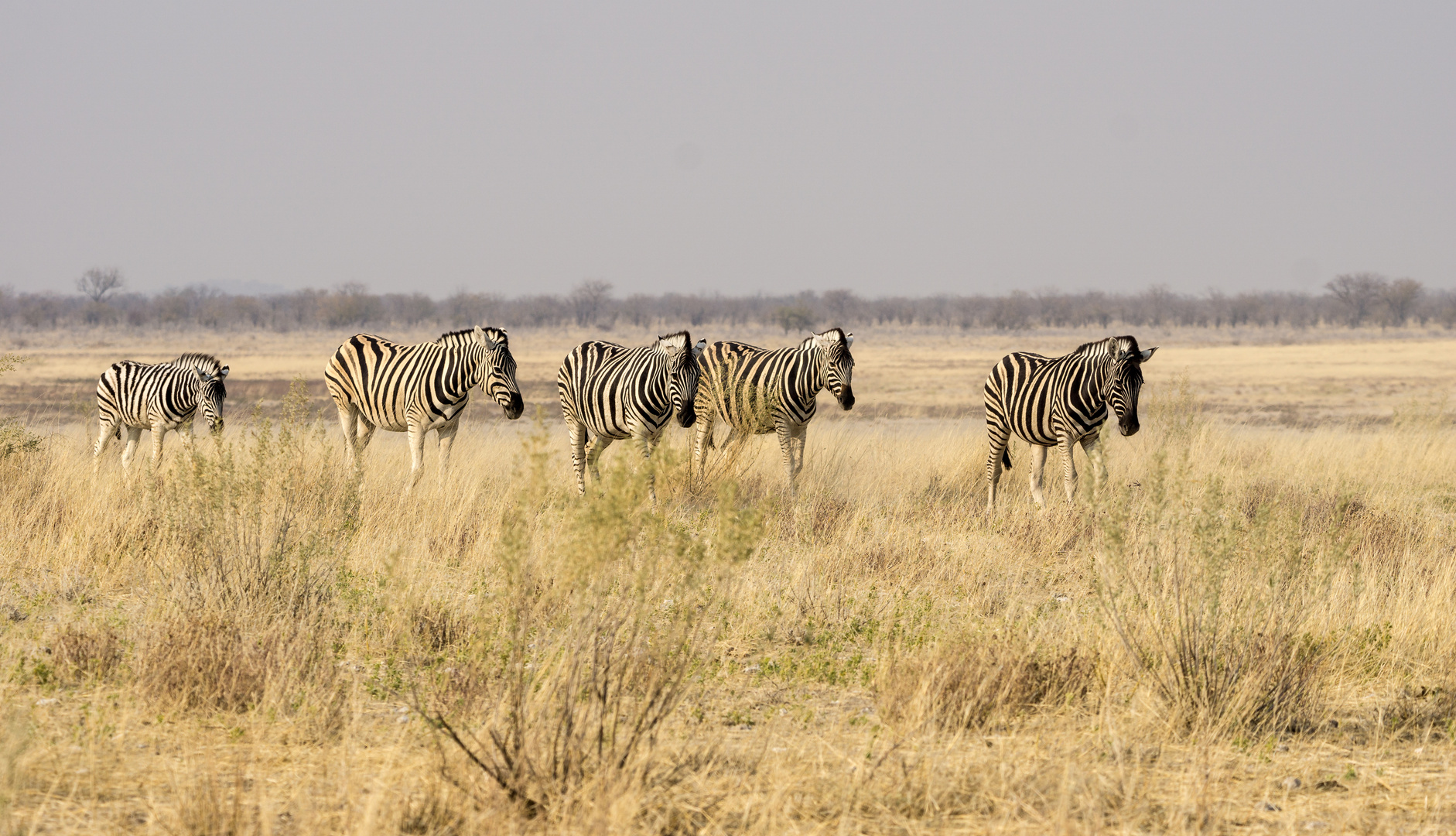 Zebras in Etosha