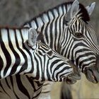 Zebras in Etosha