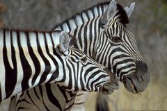 Zebras in Etosha