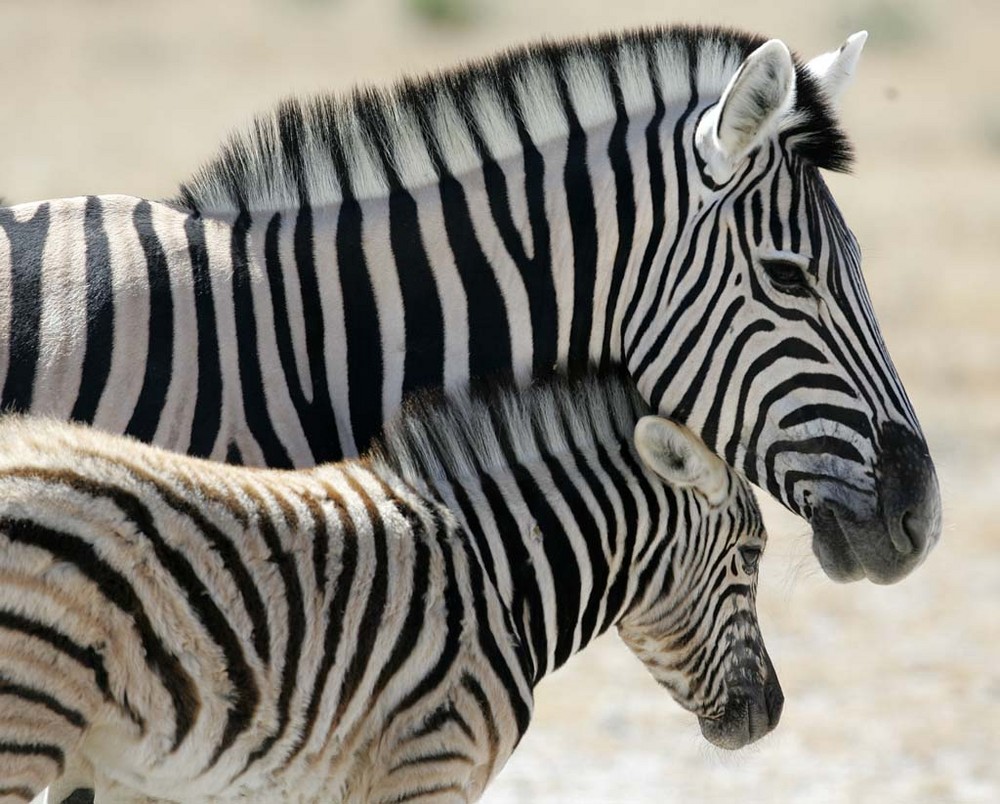 Zebras in Etosha