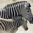 Zebras in Etosha