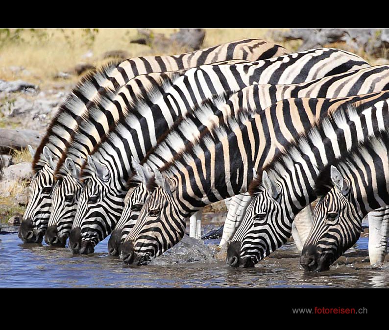 Zebras in Etosha