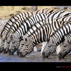 Zebras in Etosha