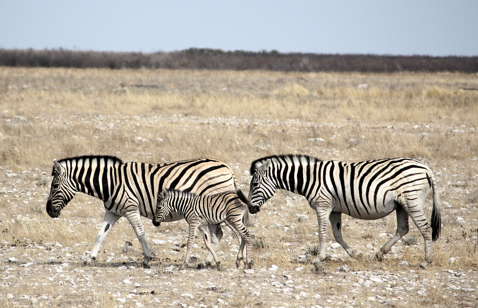 Zebras in Etosha