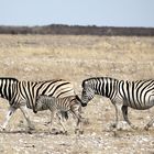 Zebras in Etosha