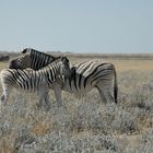 Zebras in Etosha, Namibia