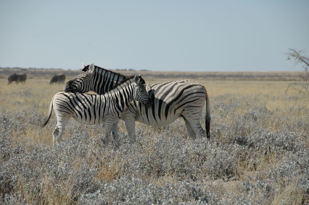 Zebras in Etosha, Namibia von MaxMe 