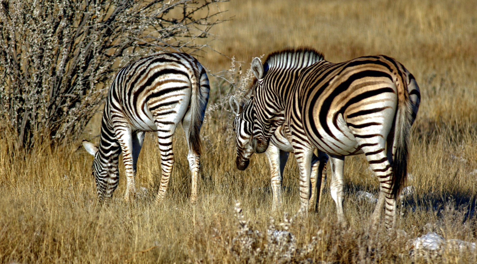 zebras in Etosha NP