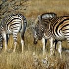 zebras in Etosha NP