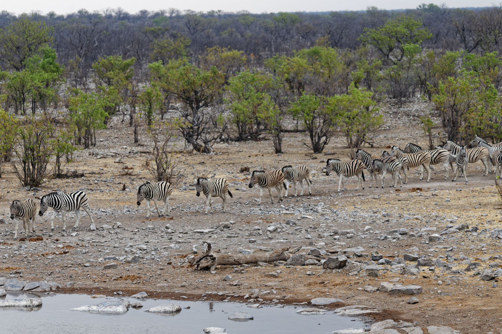 Zebras in Halali