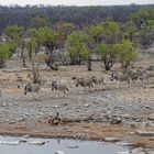 Zebras in Halali