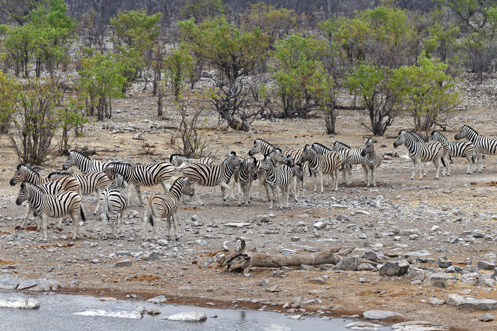Zebras in Halali_1