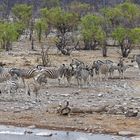 Zebras in Halali_1