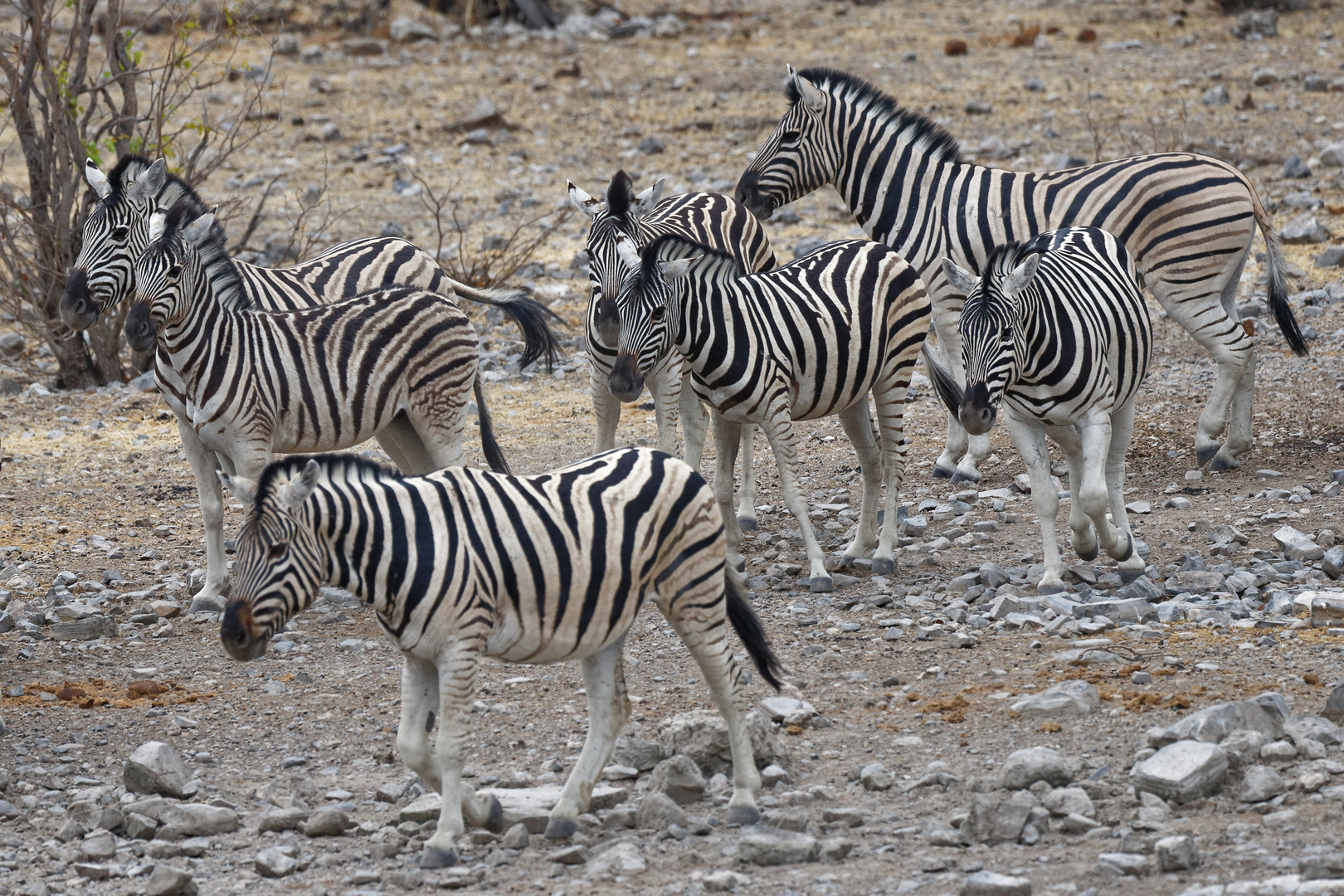 Zebras in Halali_2