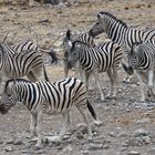 Zebras in Halali_2