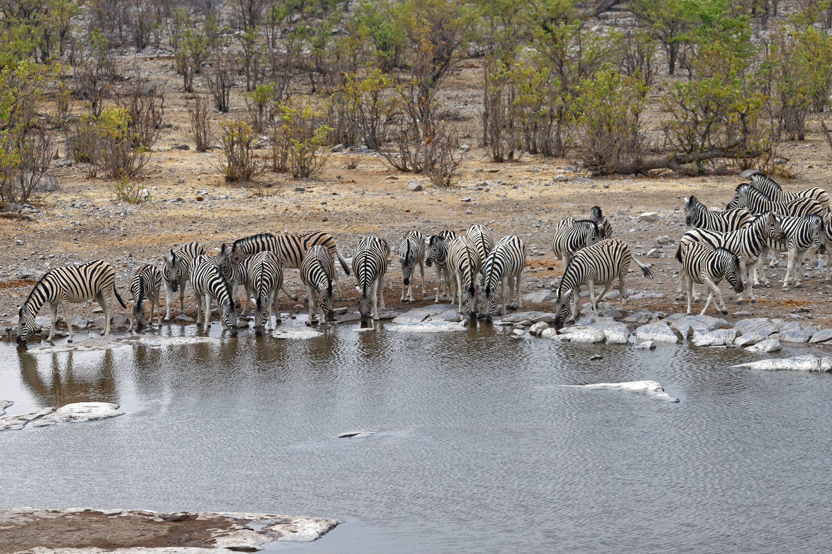 Zebras in Halali_3