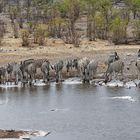 Zebras in Halali_3