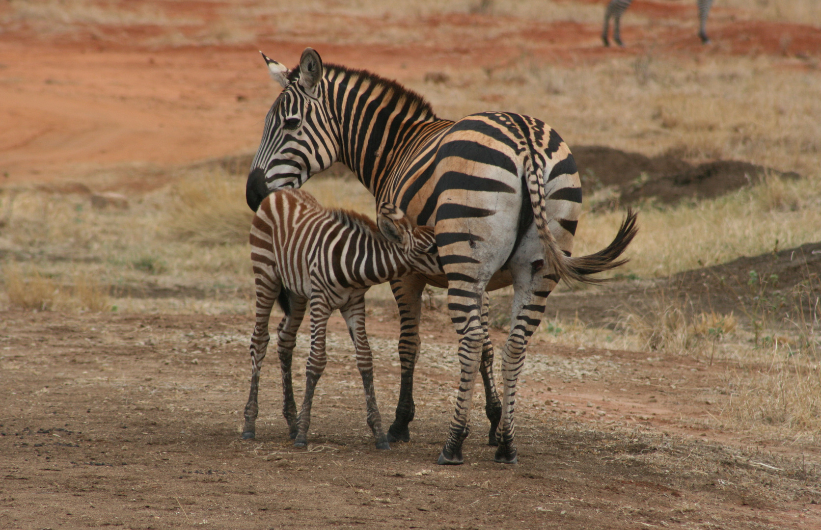 Zebras in Kenia