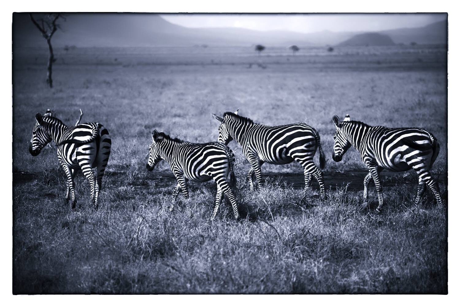 Zebras in Kenia