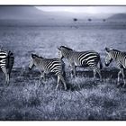 Zebras in Kenia