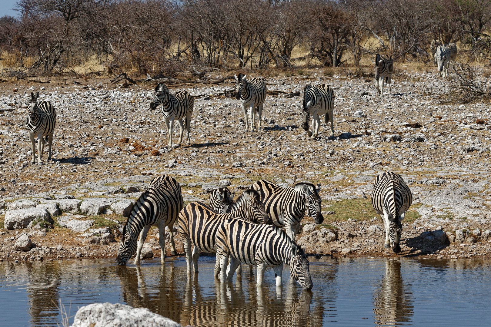 Zebras in Klein Okevi