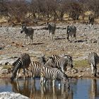 Zebras in Klein Okevi