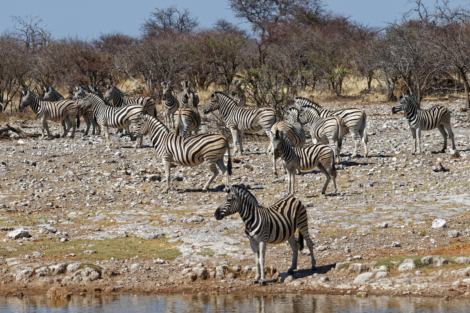 Zebras in Klein Okevi_1