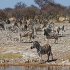 Zebras in Klein Okevi_1