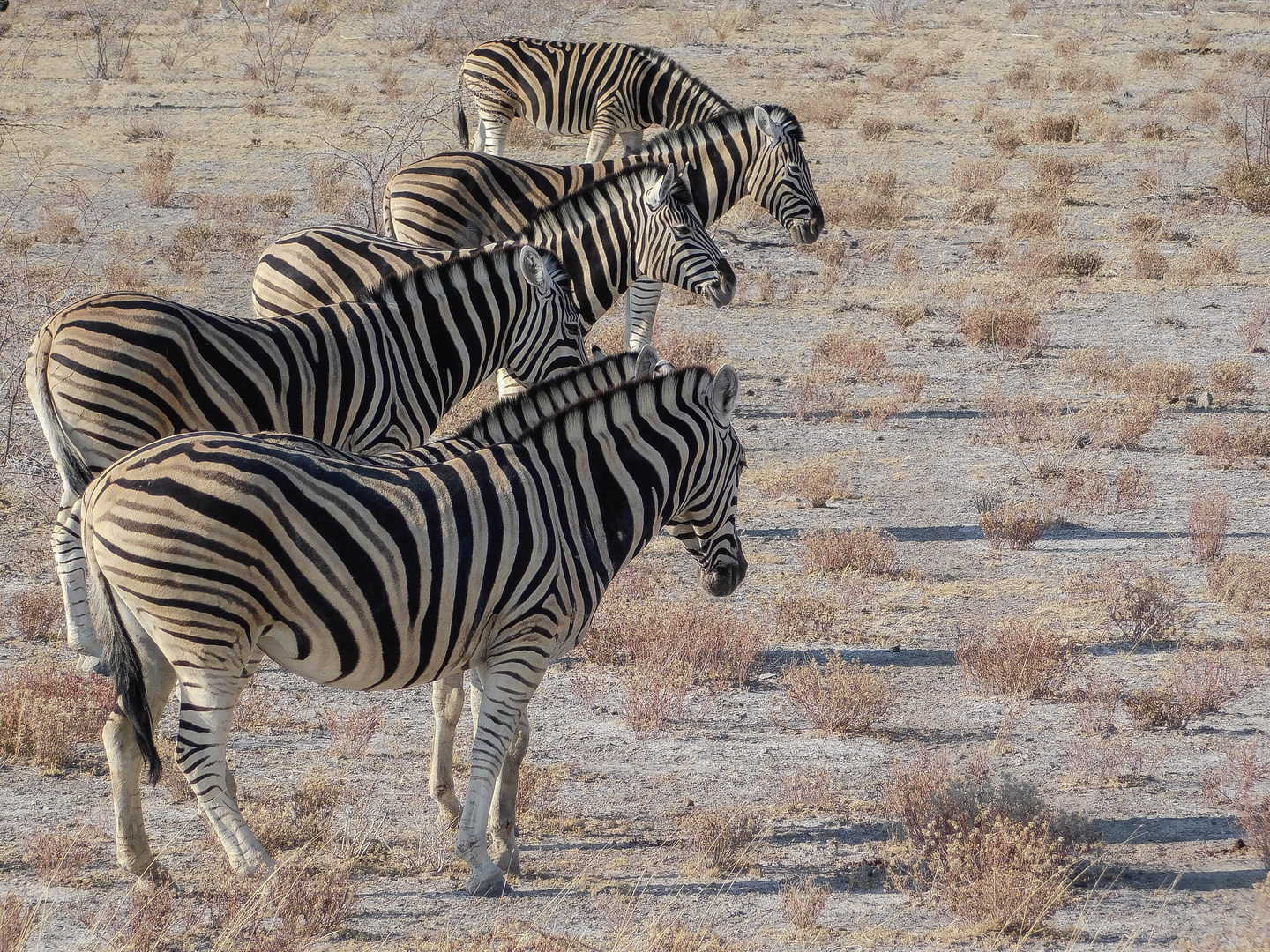 Zebras in line